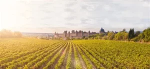 Lire la suite à propos de l’article Vins sans alcool Tip Top : l’élégance signée Vignobles Raguenot